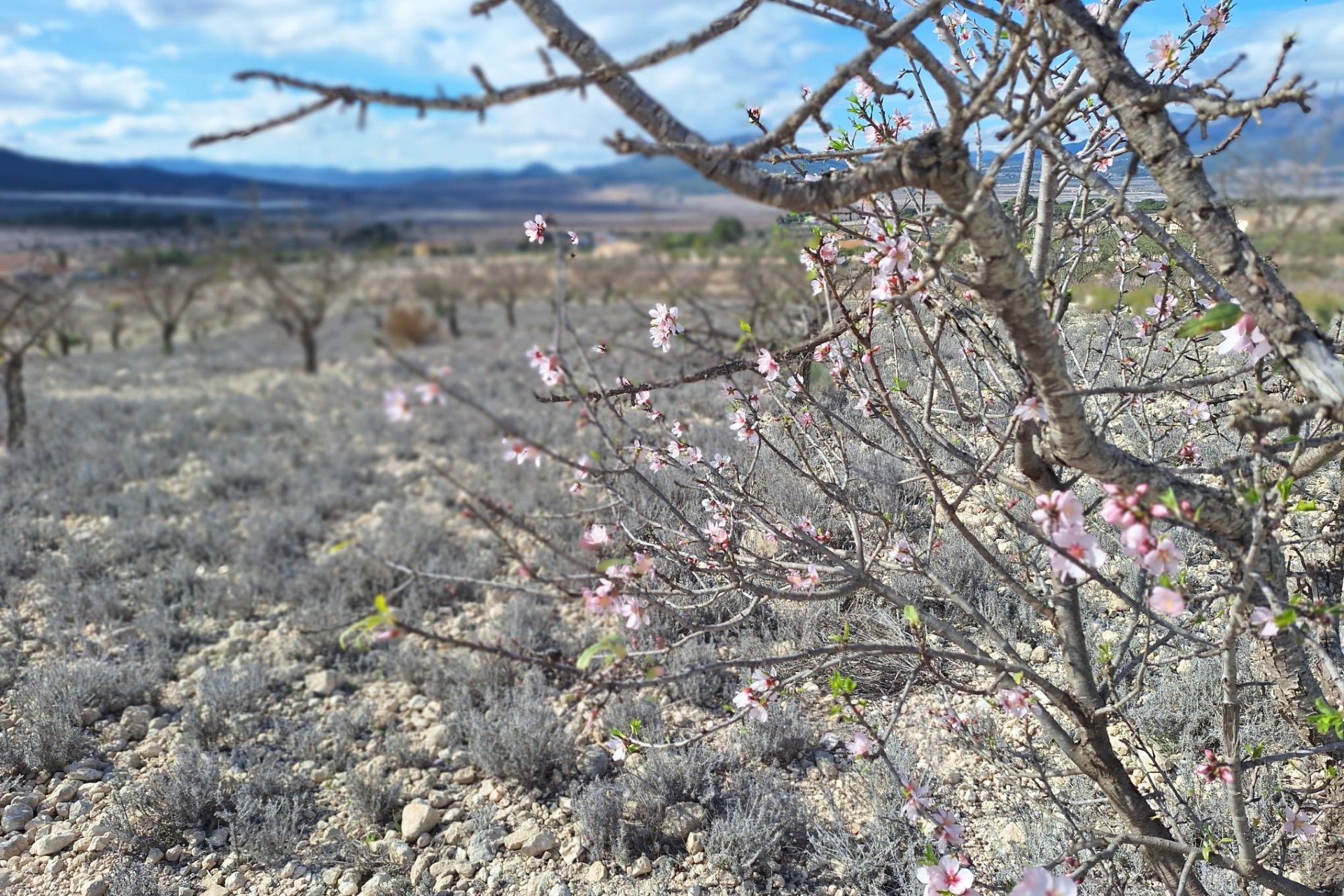 Herverkoop - Grond -
Salinas