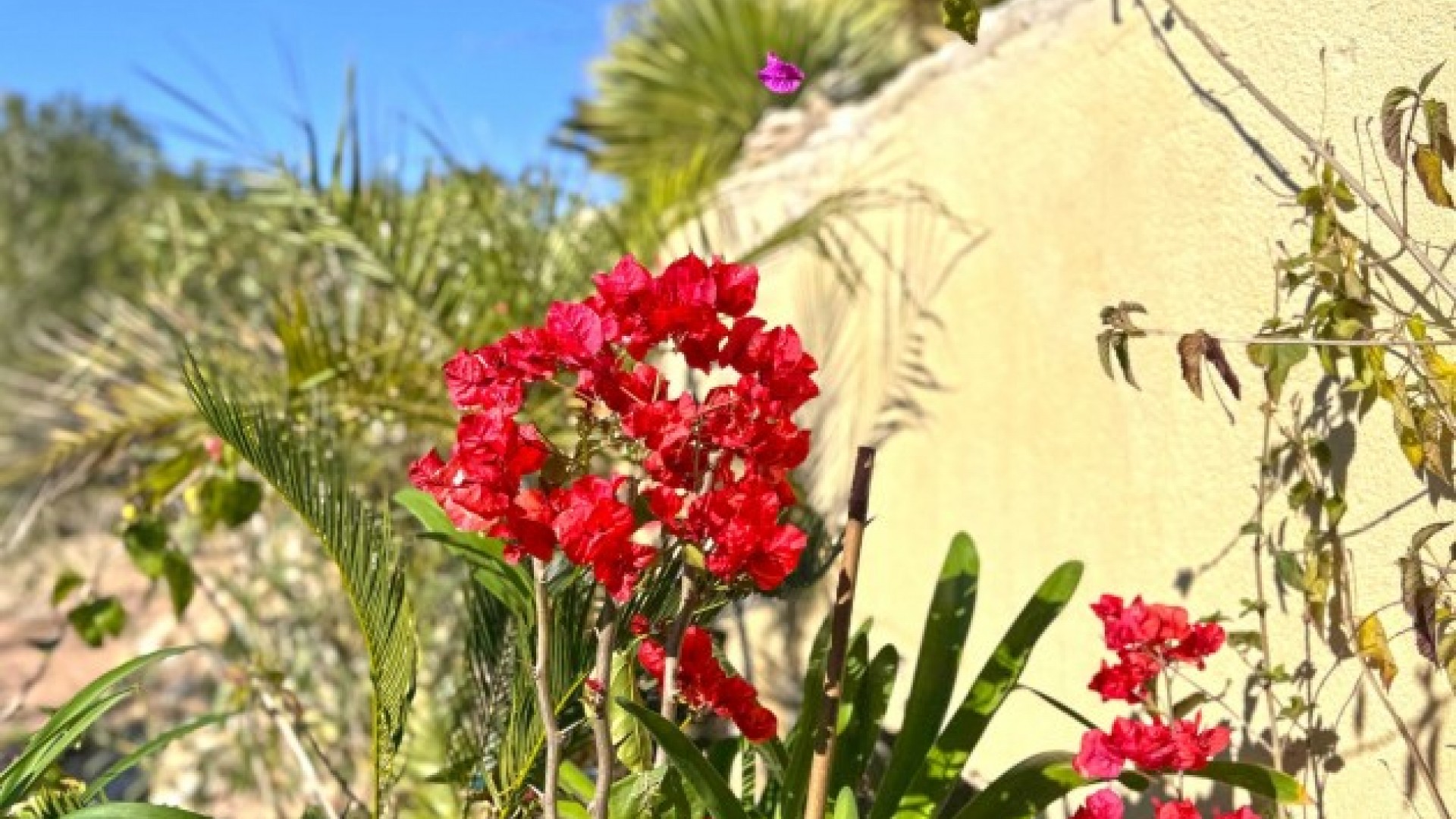 Herverkoop - Halfvrijstaande villa -
Orihuela Costa - 0