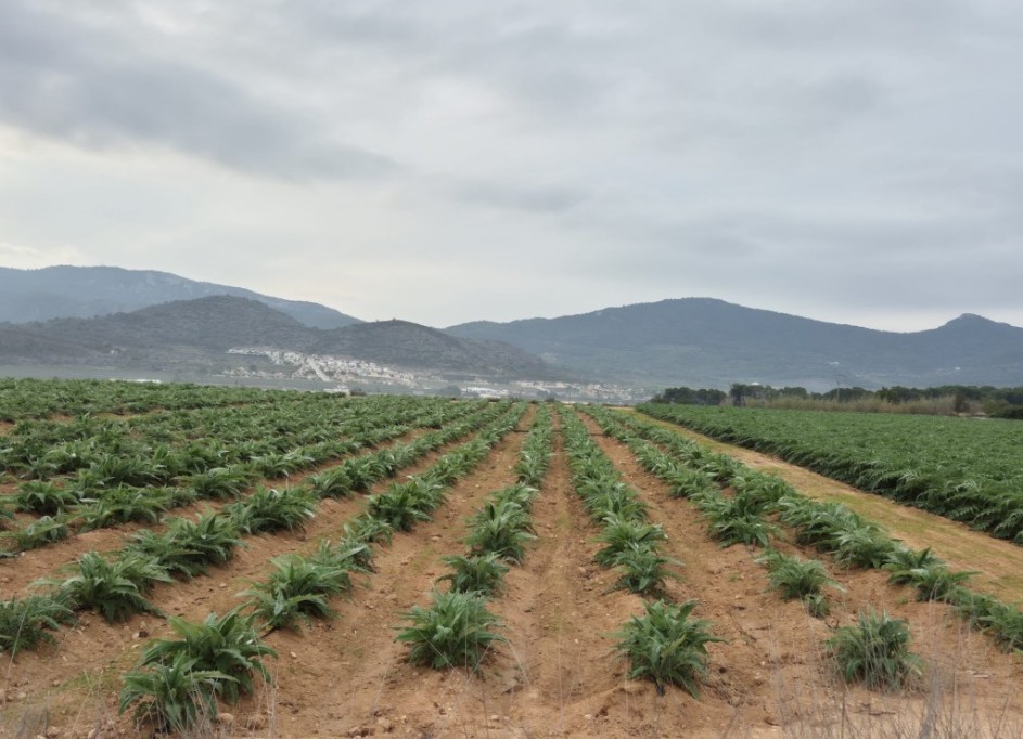 Herverkoop - Perceel Grond -
Hondon de las Nieves