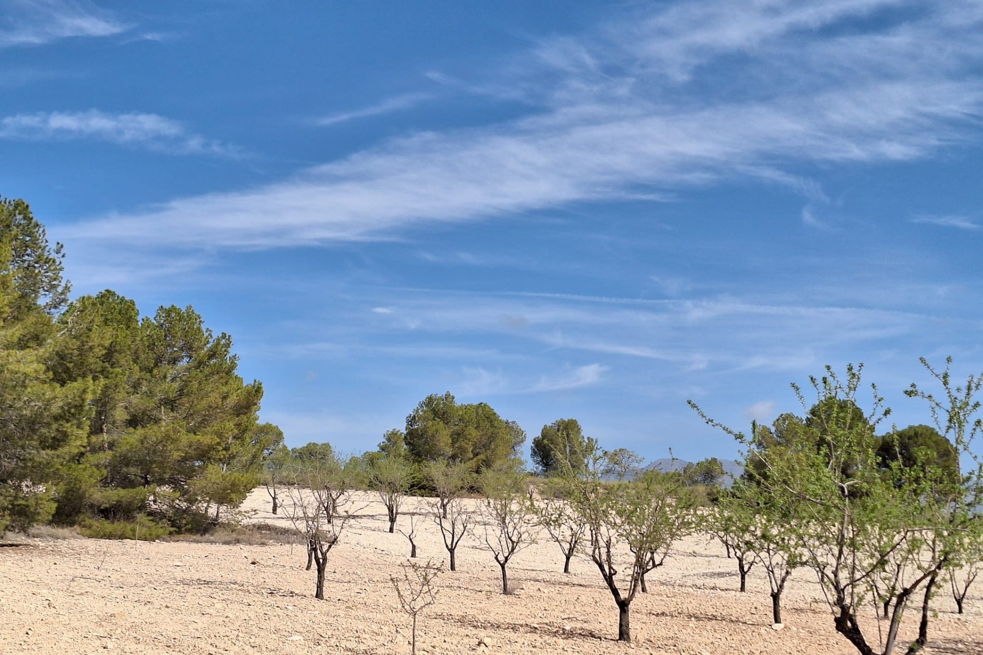 Herverkoop - Perceel / Grond -
La Zarza