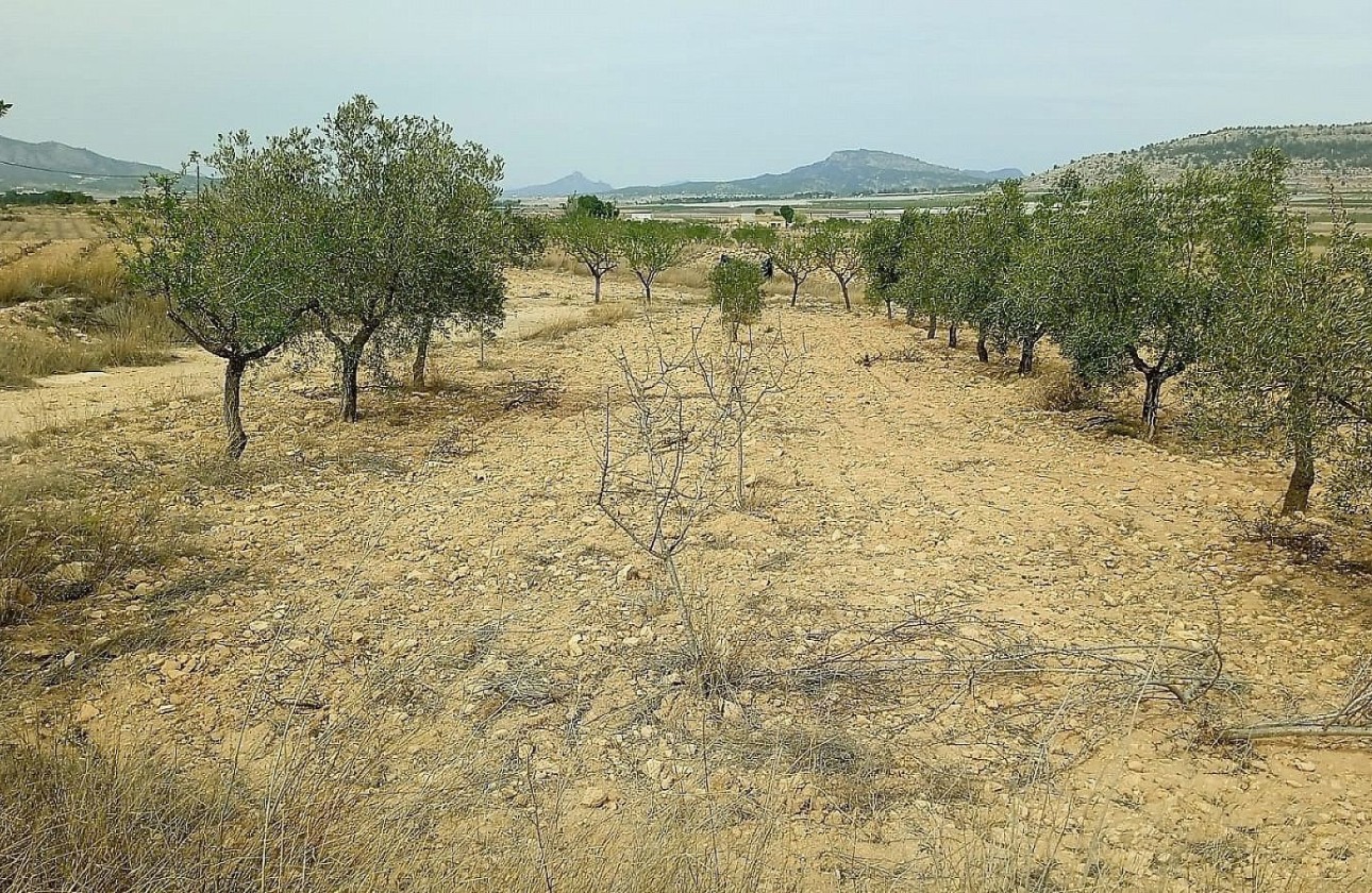 Herverkoop - Perceel Grond -
Monóvar