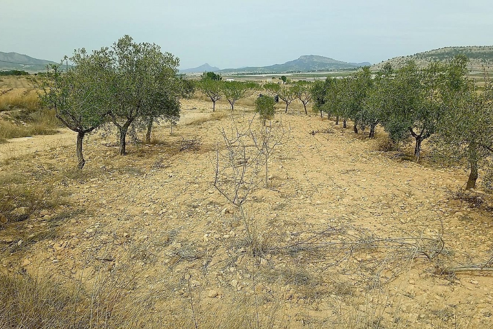Herverkoop - Perceel Grond -
Monóvar