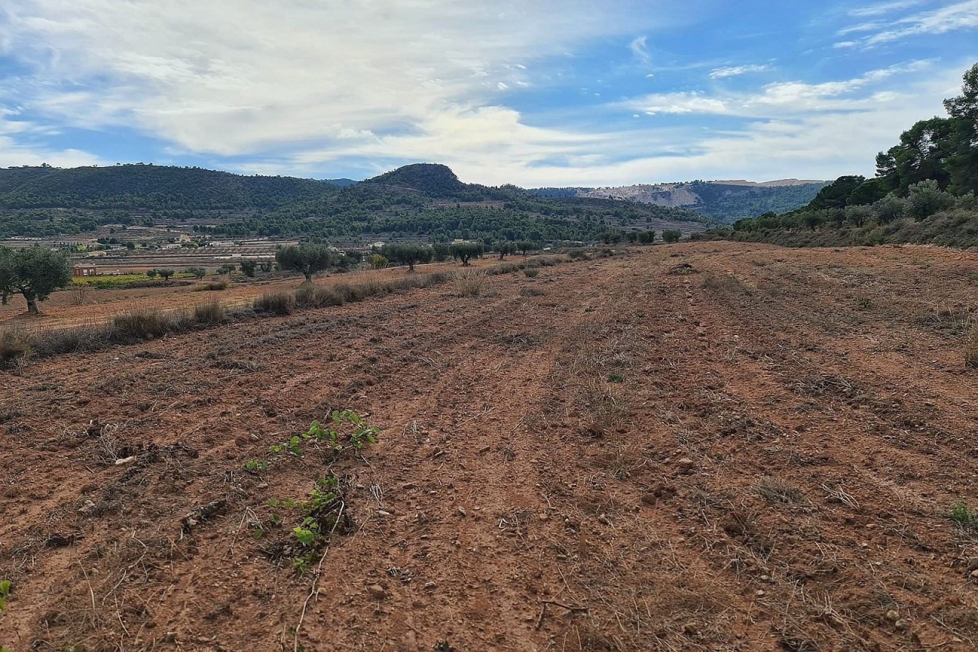 Herverkoop - Perceel / Grond -
Pinoso