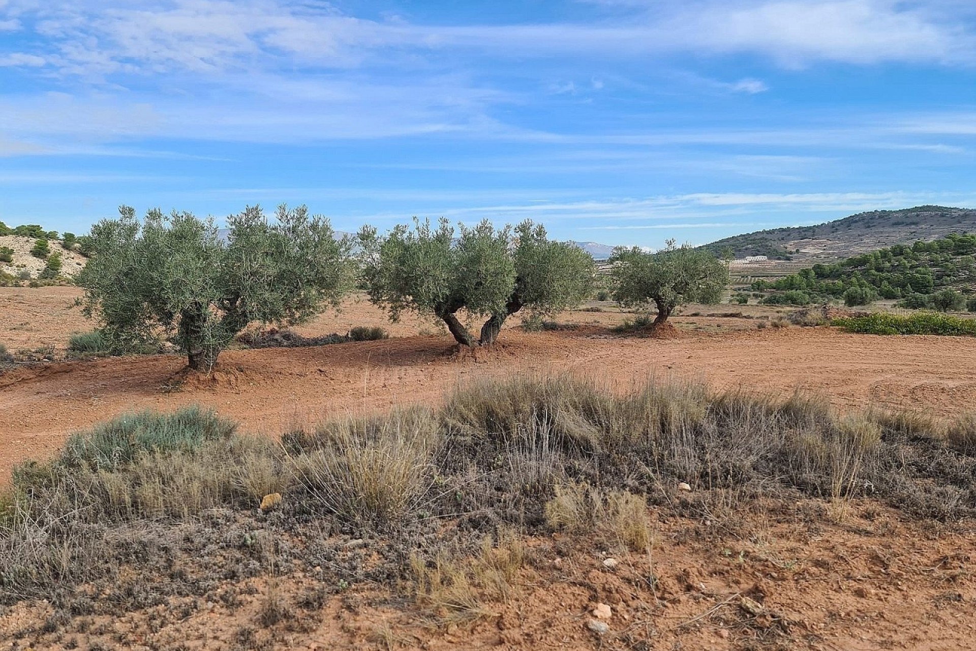 Herverkoop - Perceel / Grond -
Pinoso