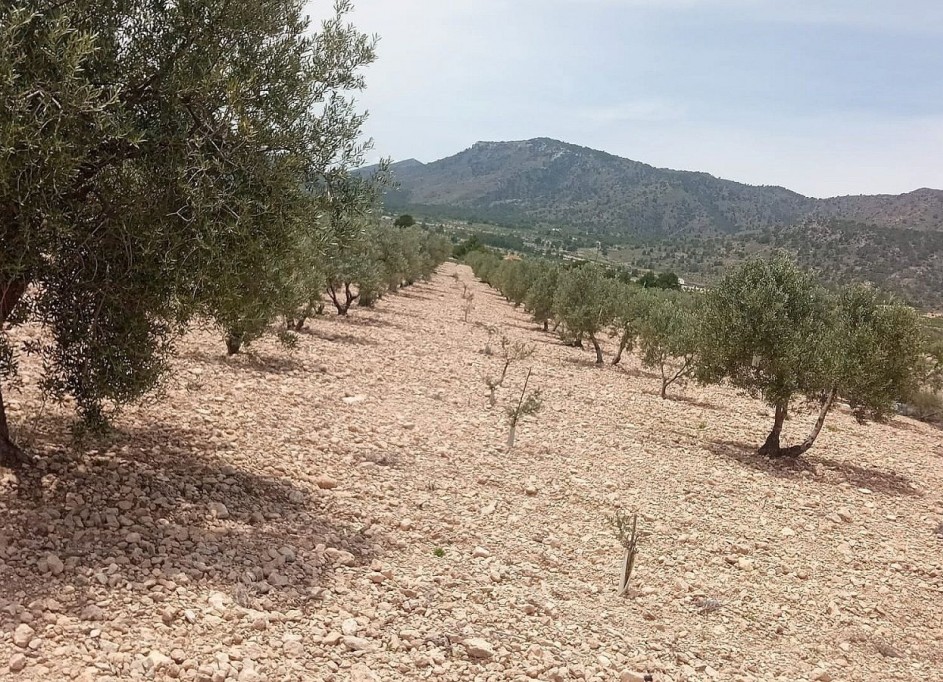 Herverkoop - Perceel Grond -
Salinas