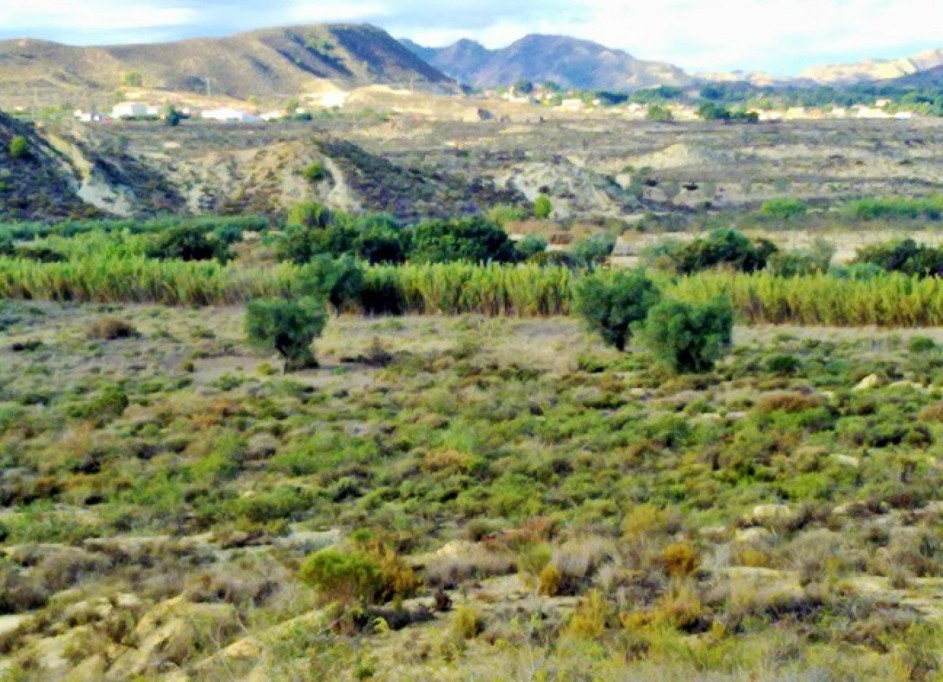 Herverkoop - Perceel Grond -
Torremendo