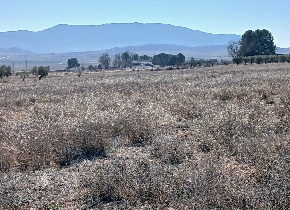 Herverkoop - Perceel Grond -
Yecla