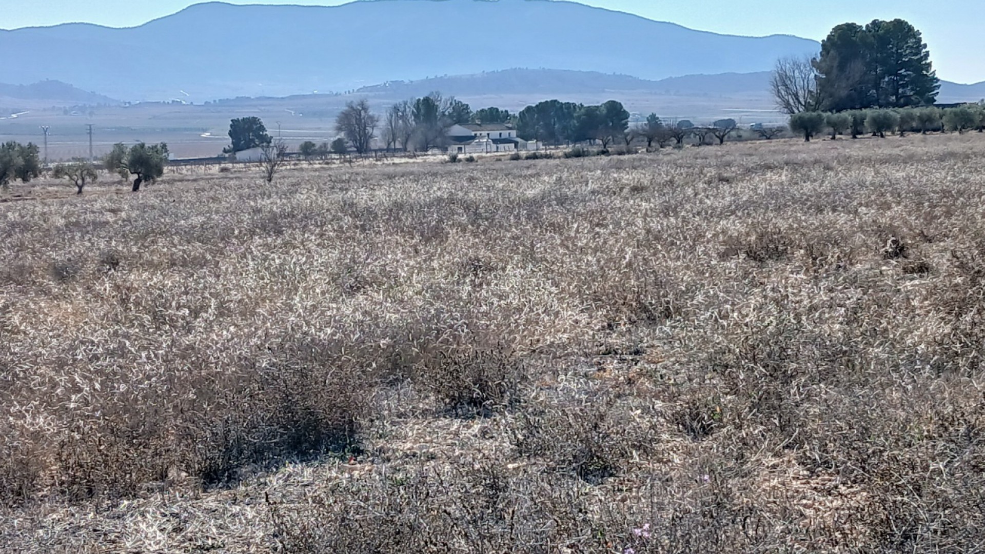 Herverkoop - Perceel Grond -
Yecla