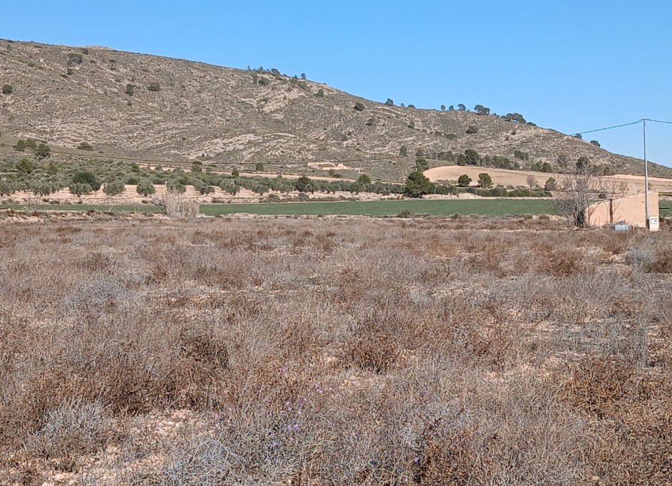 Herverkoop - Perceel Grond -
Yecla