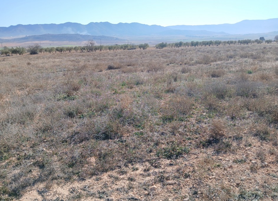 Herverkoop - Perceel Grond -
Yecla