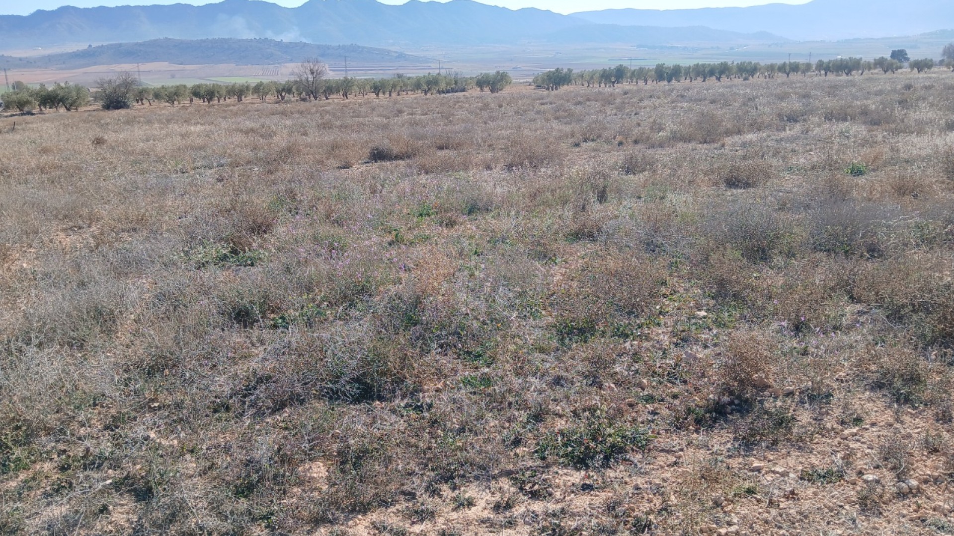 Herverkoop - Perceel Grond -
Yecla