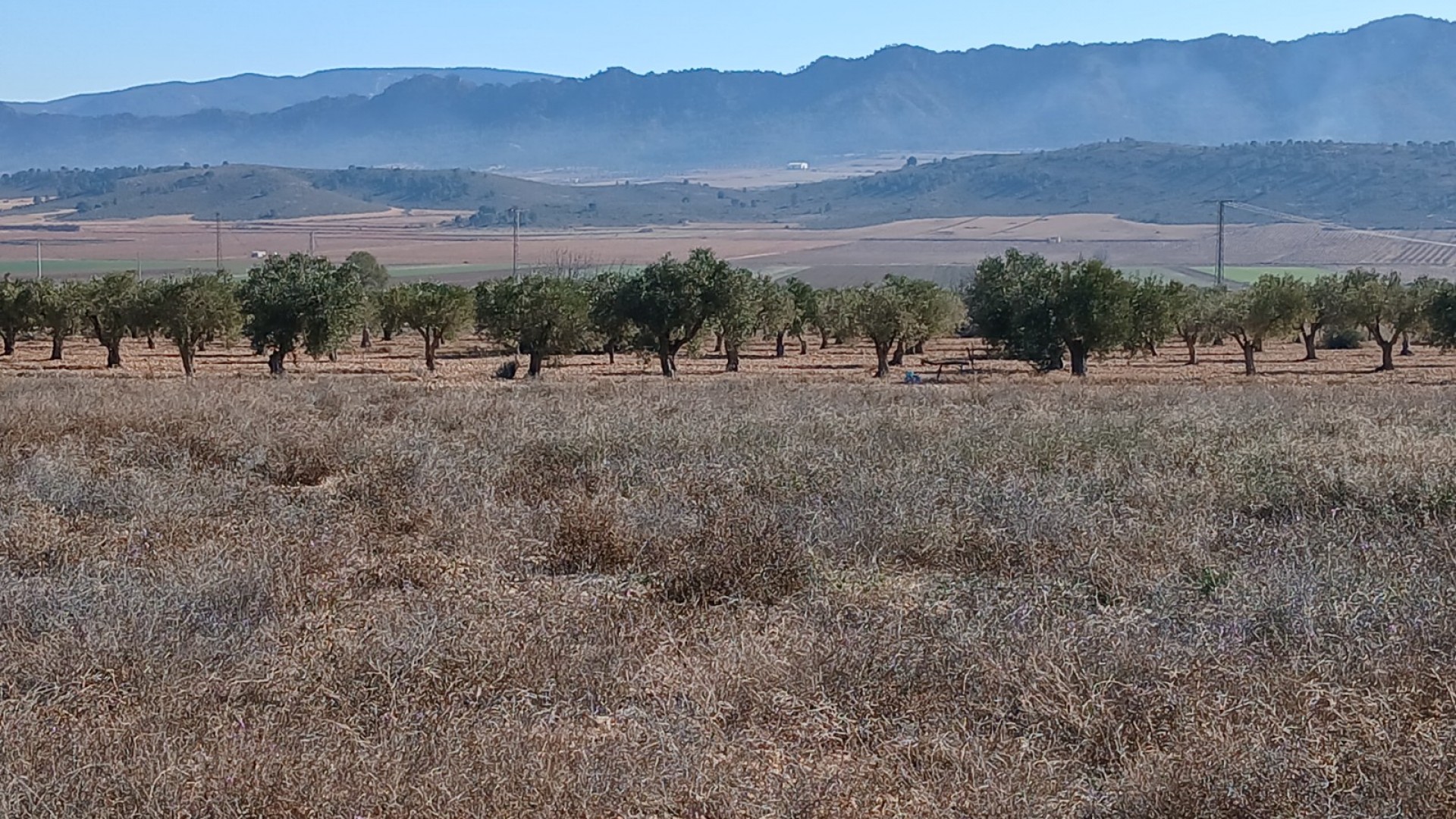 Herverkoop - Perceel Grond -
Yecla