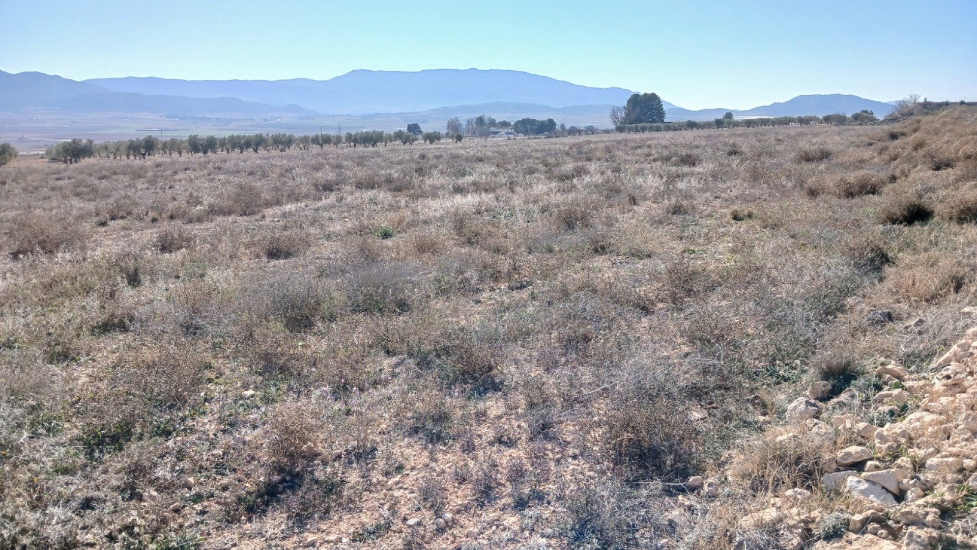 Herverkoop - Perceel Grond -
Yecla