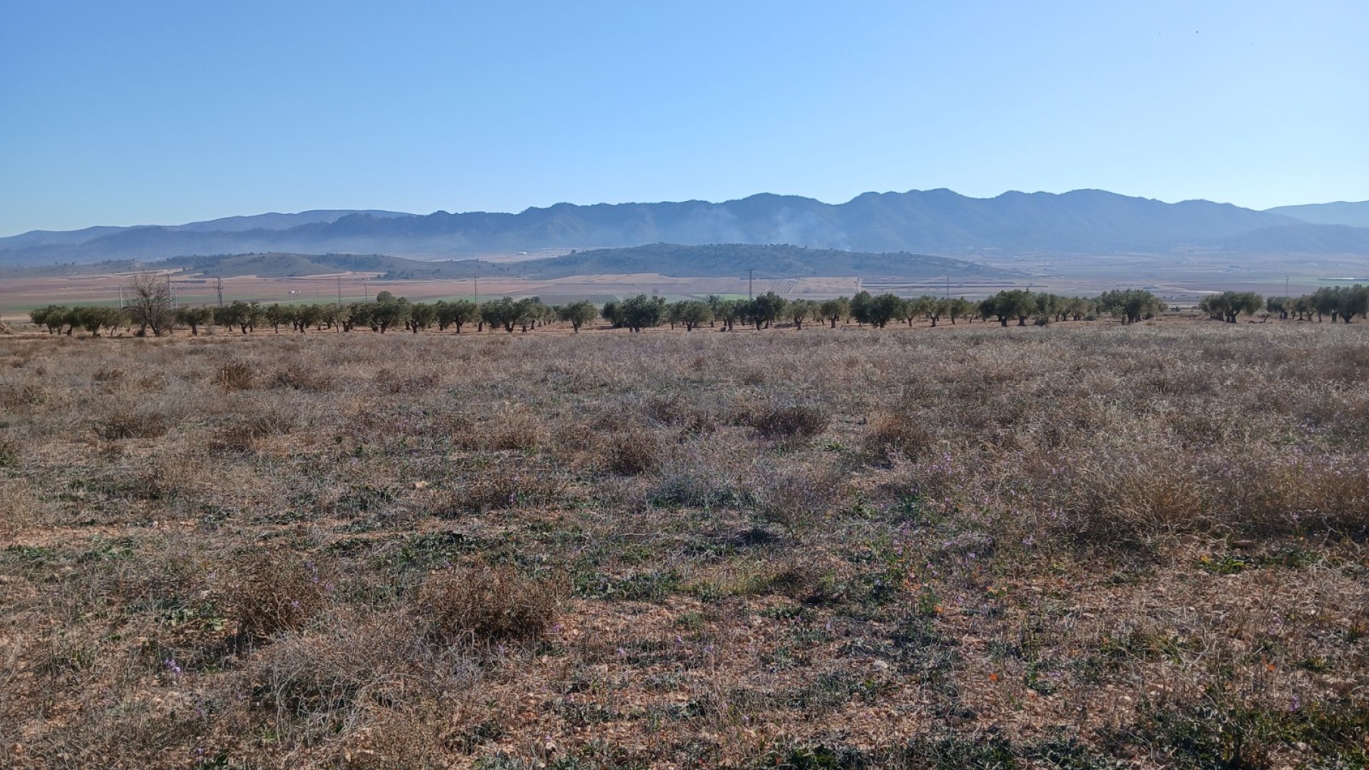 Herverkoop - Perceel Grond -
Yecla