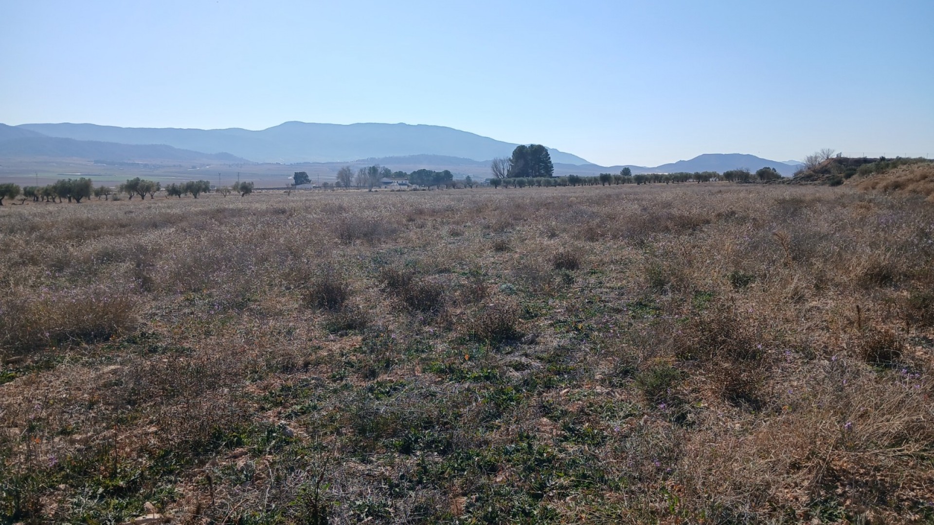 Herverkoop - Perceel Grond -
Yecla