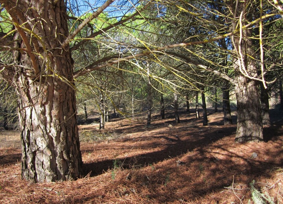 Herverkoop - Perceel Grond -
Yecla