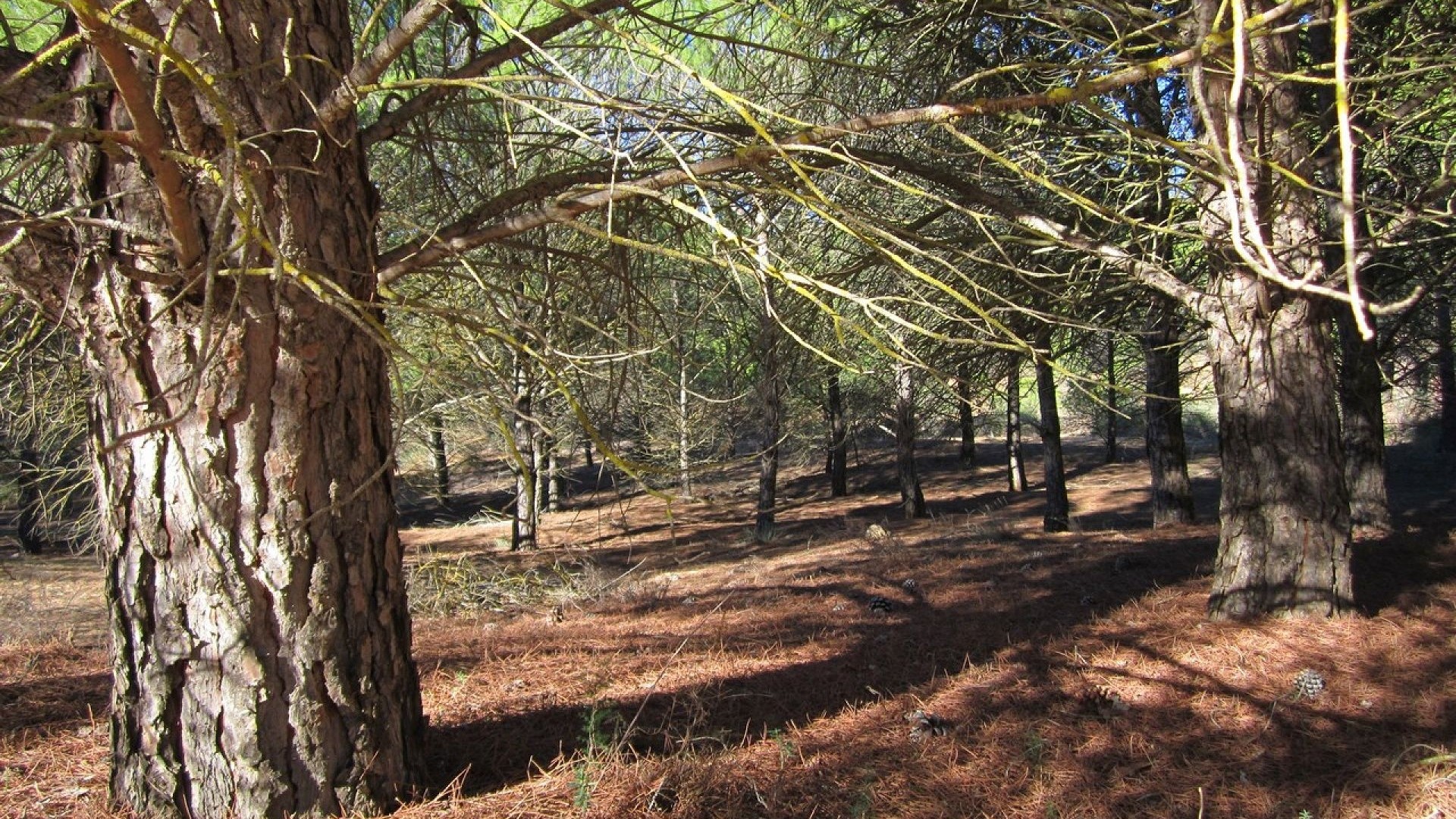 Herverkoop - Perceel Grond -
Yecla
