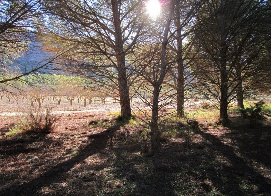 Herverkoop - Perceel Grond -
Yecla