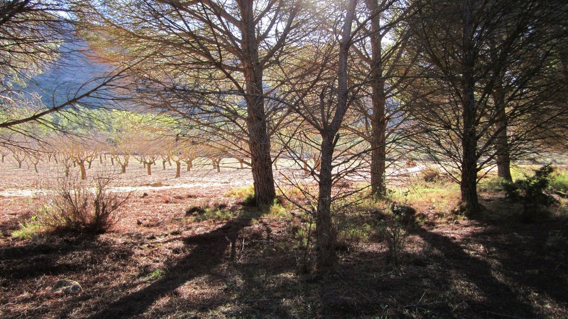 Herverkoop - Perceel Grond -
Yecla