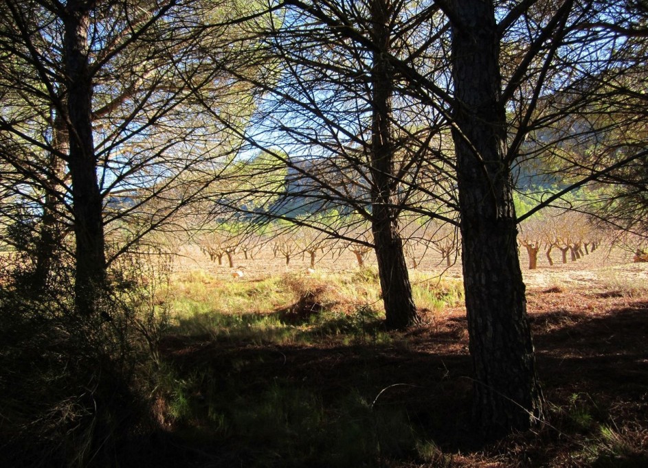 Herverkoop - Perceel Grond -
Yecla