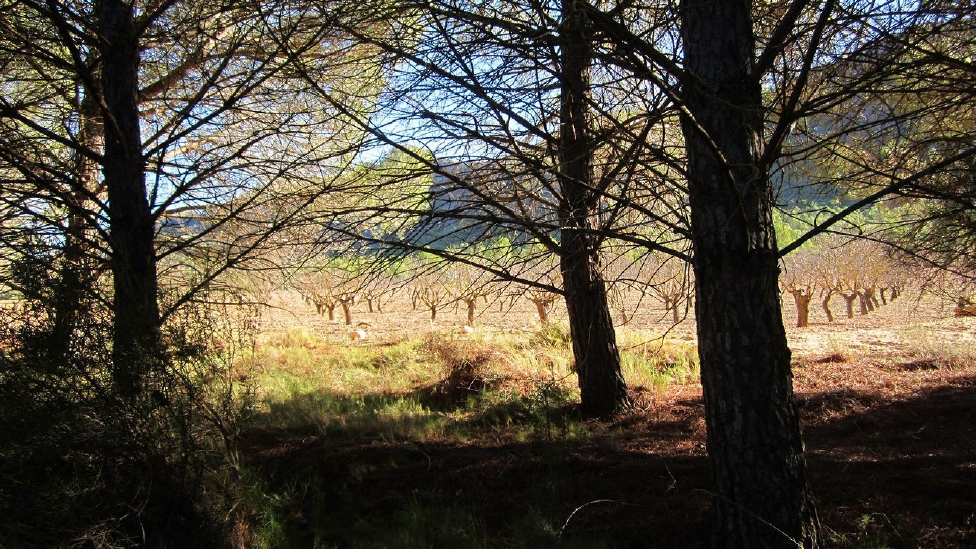 Herverkoop - Perceel Grond -
Yecla