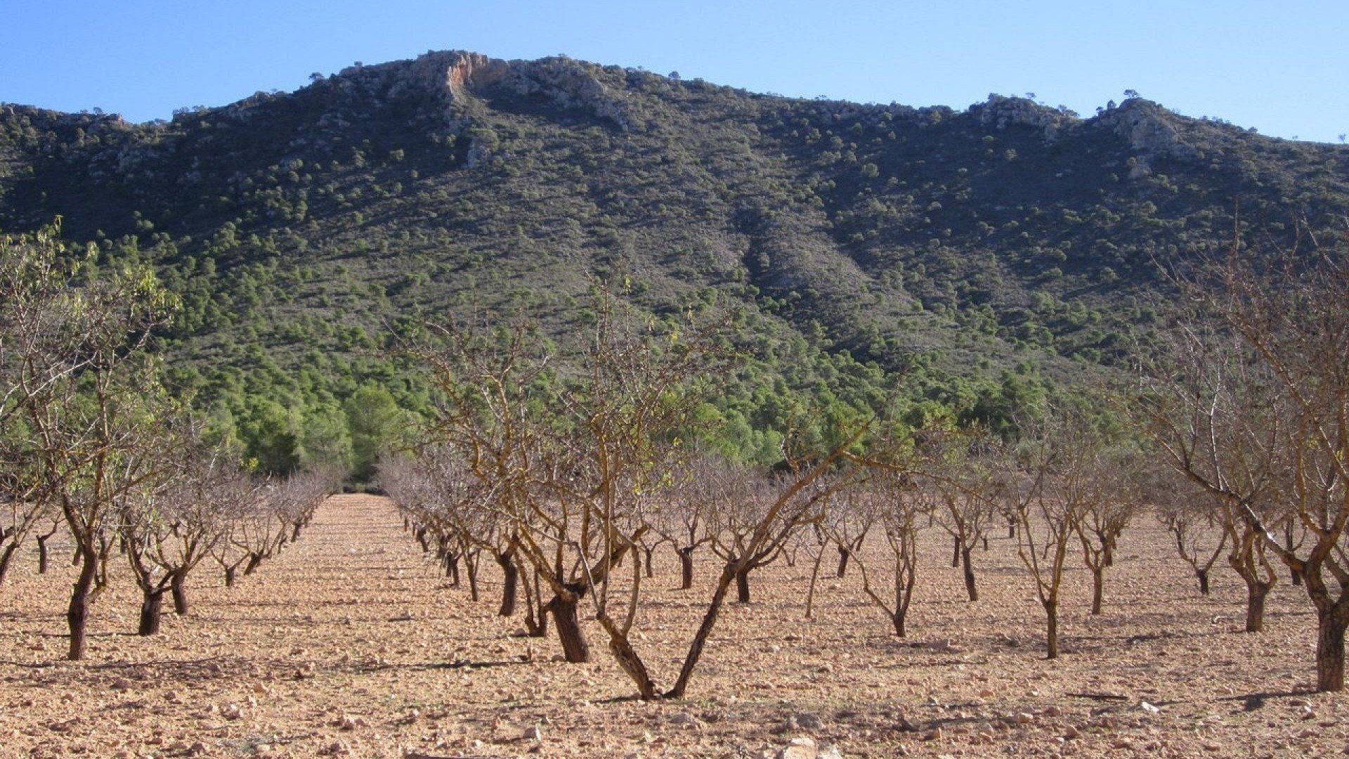 Herverkoop - Perceel Grond -
Yecla