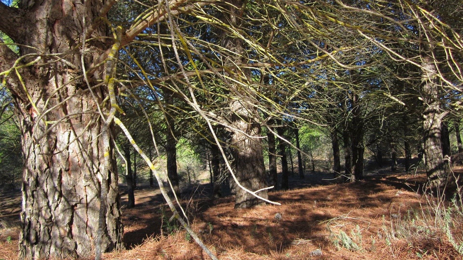 Herverkoop - Perceel Grond -
Yecla