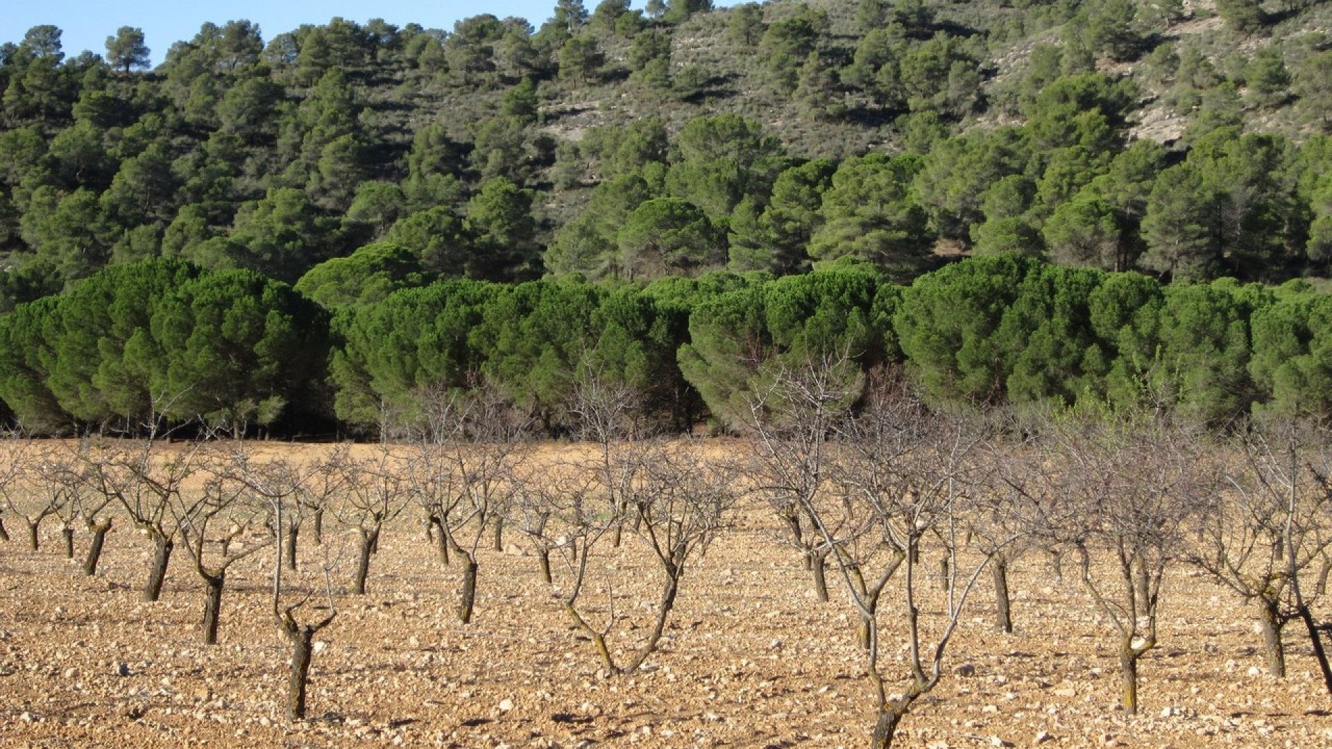 Herverkoop - Perceel Grond -
Yecla