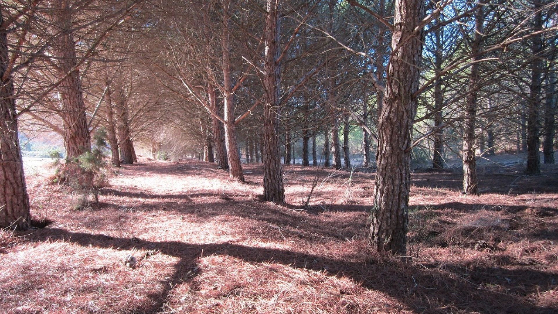 Herverkoop - Perceel Grond -
Yecla