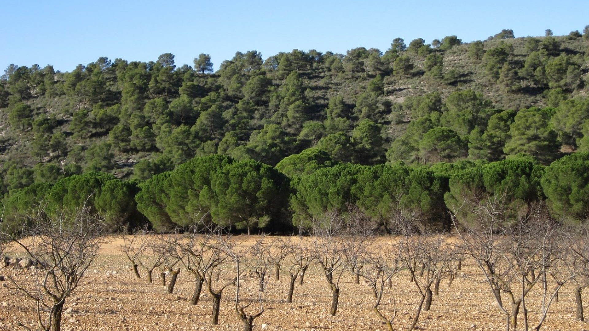 Herverkoop - Perceel Grond -
Yecla