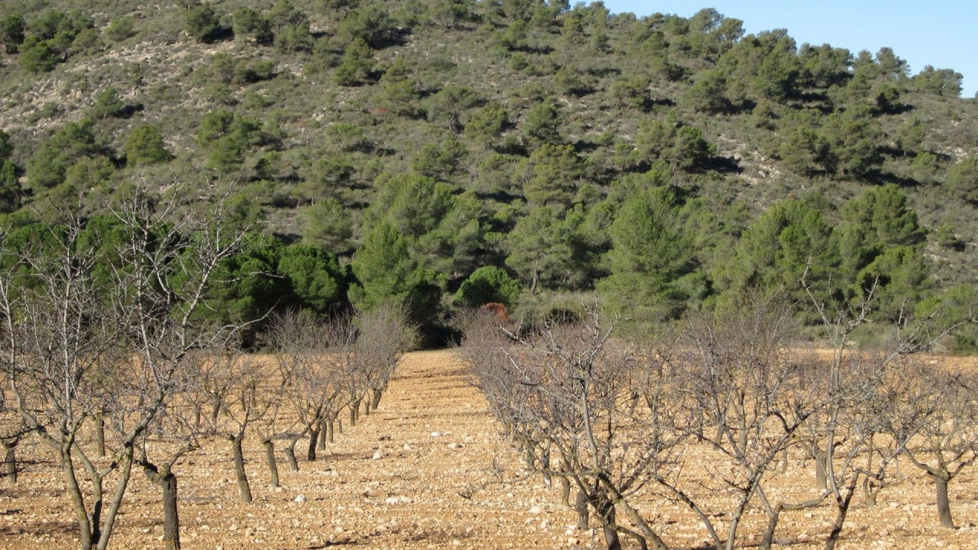 Herverkoop - Perceel Grond -
Yecla
