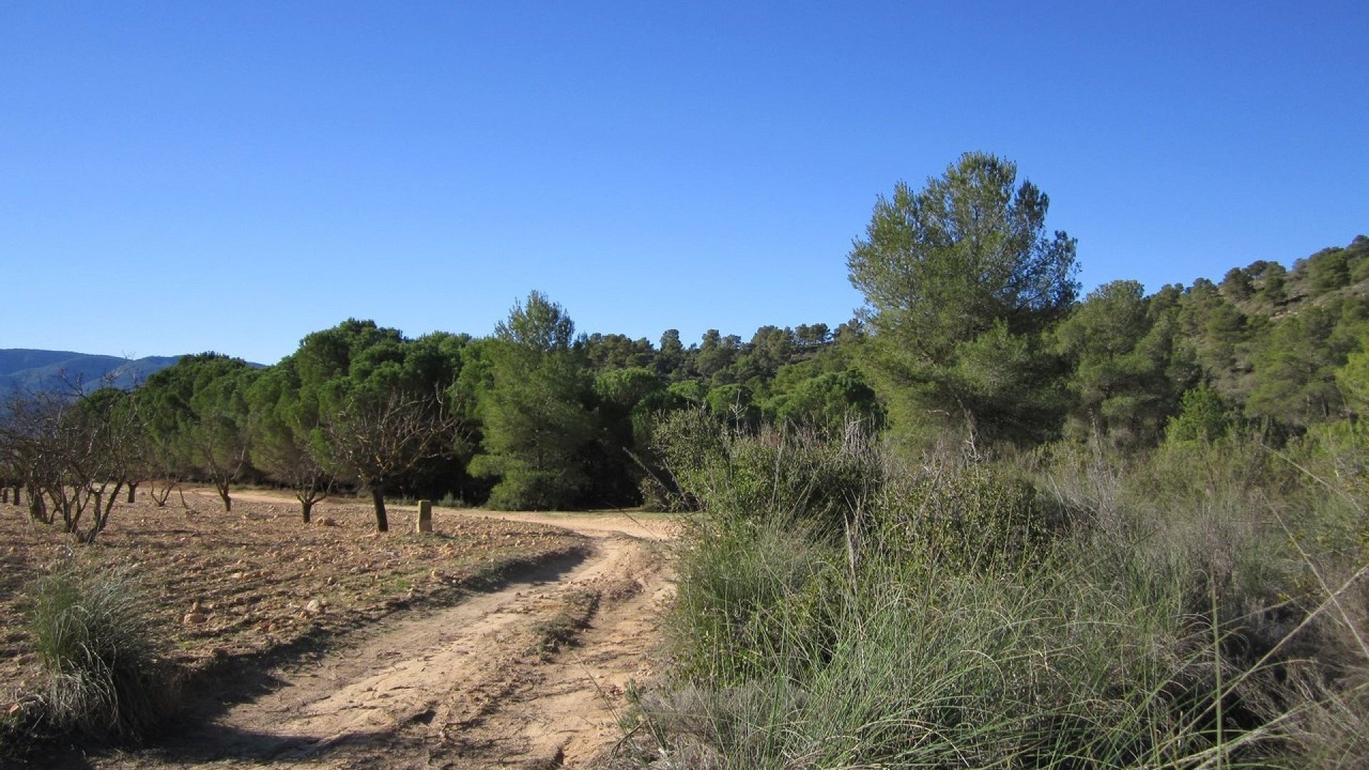 Herverkoop - Perceel Grond -
Yecla