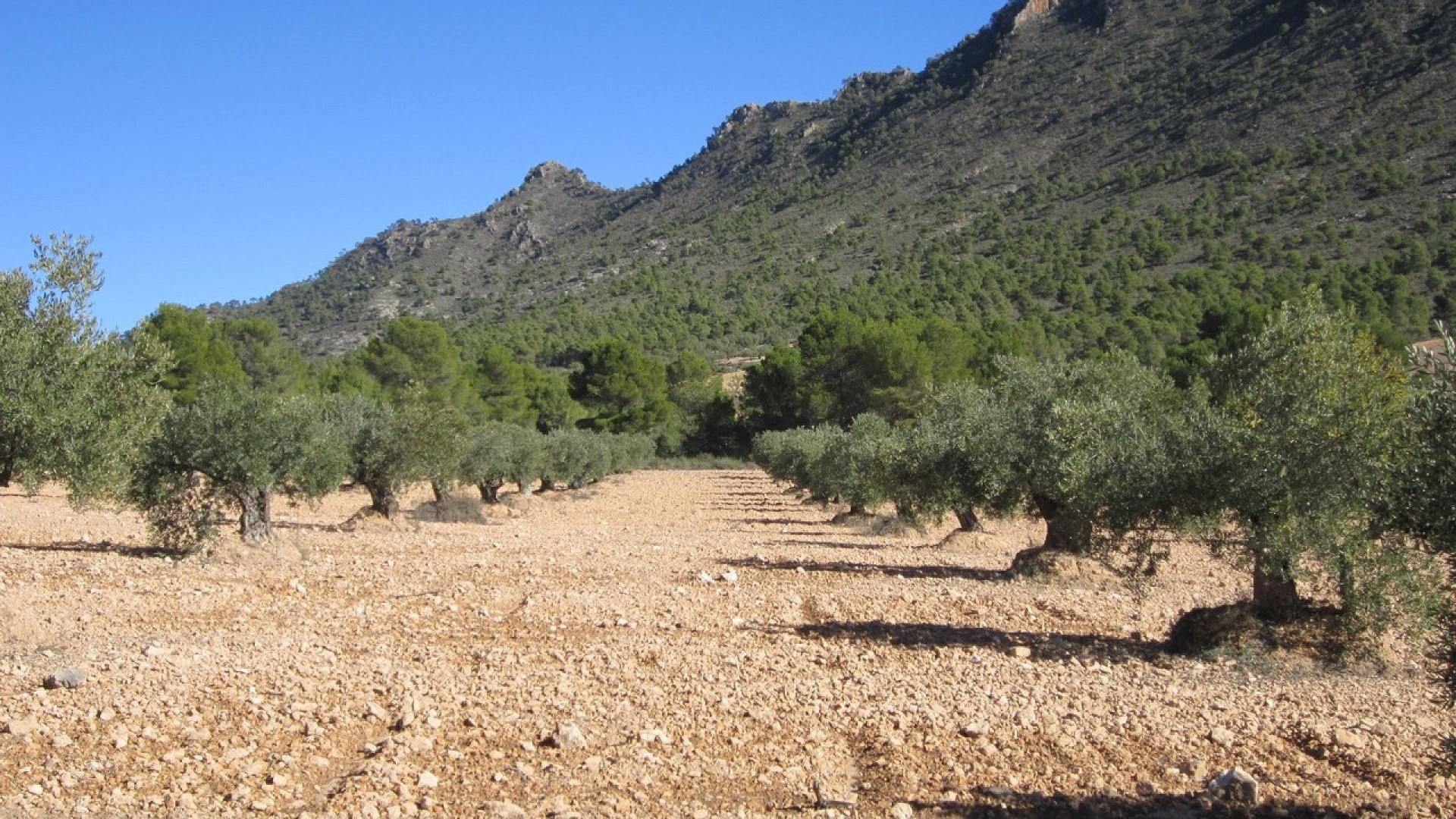 Herverkoop - Perceel Grond -
Yecla