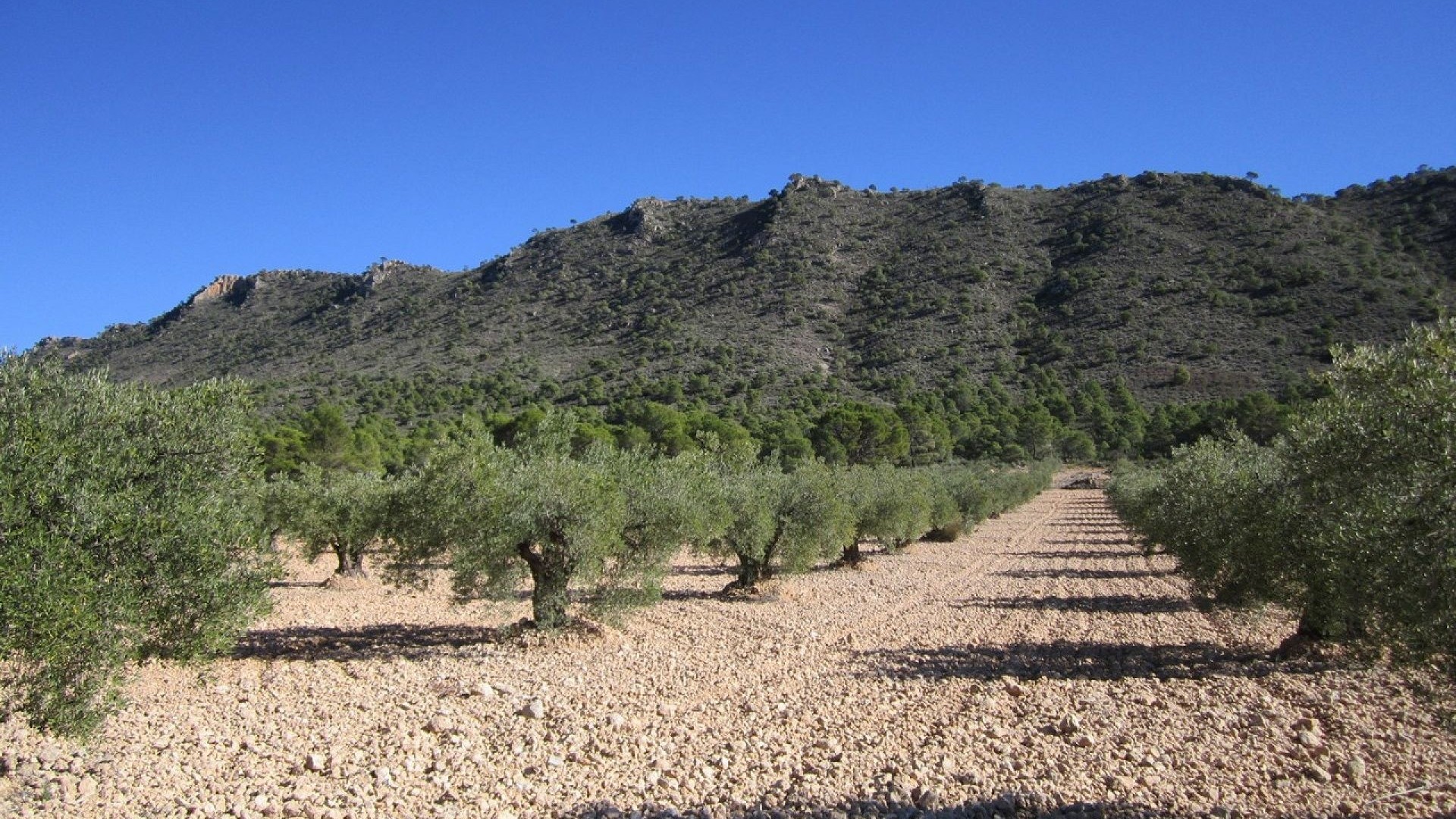 Herverkoop - Perceel Grond -
Yecla