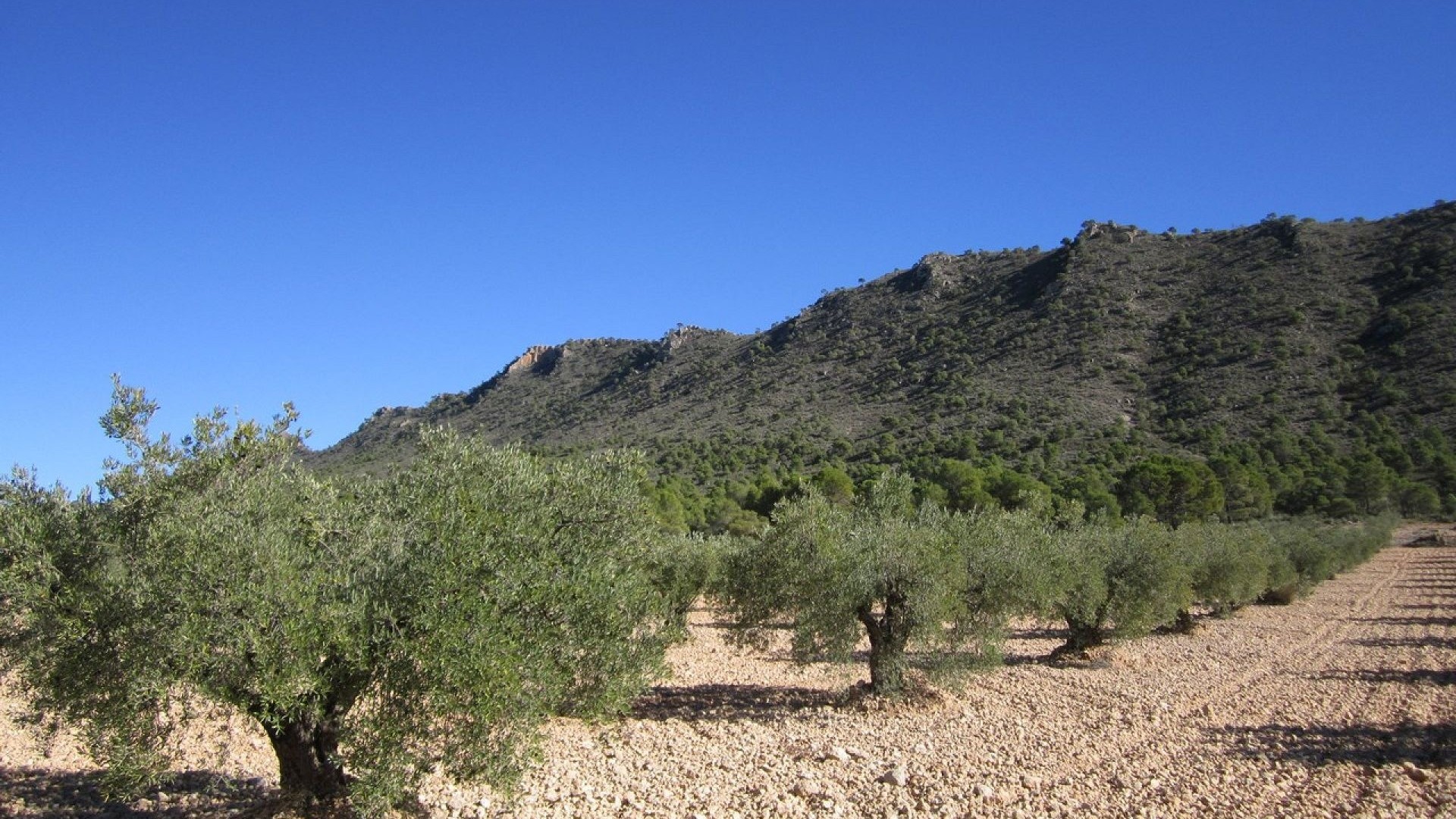 Herverkoop - Perceel Grond -
Yecla