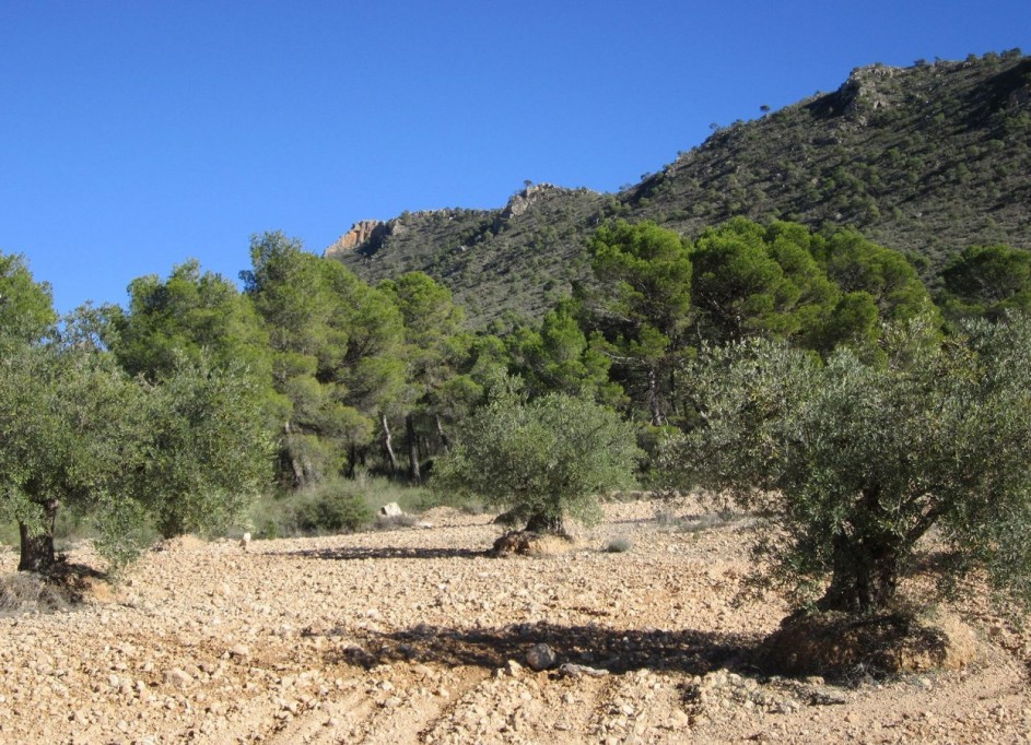 Herverkoop - Perceel Grond -
Yecla