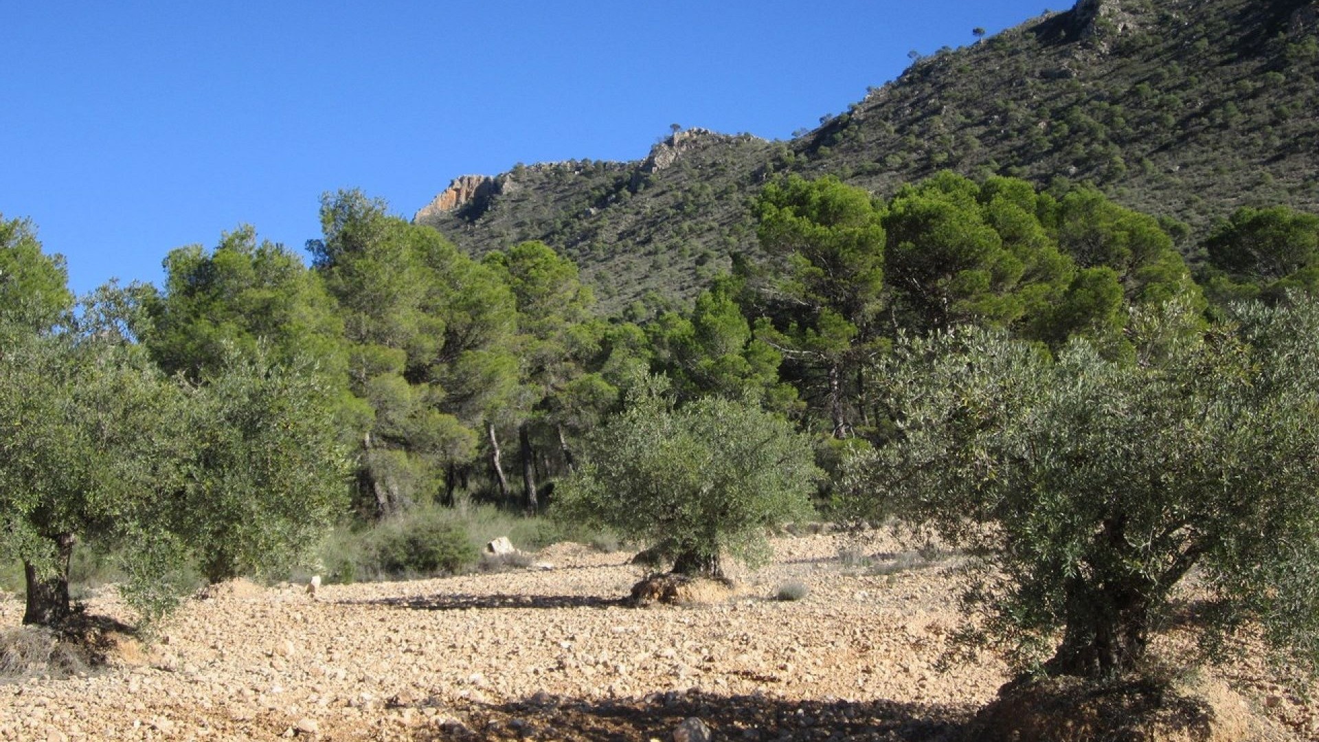 Herverkoop - Perceel Grond -
Yecla