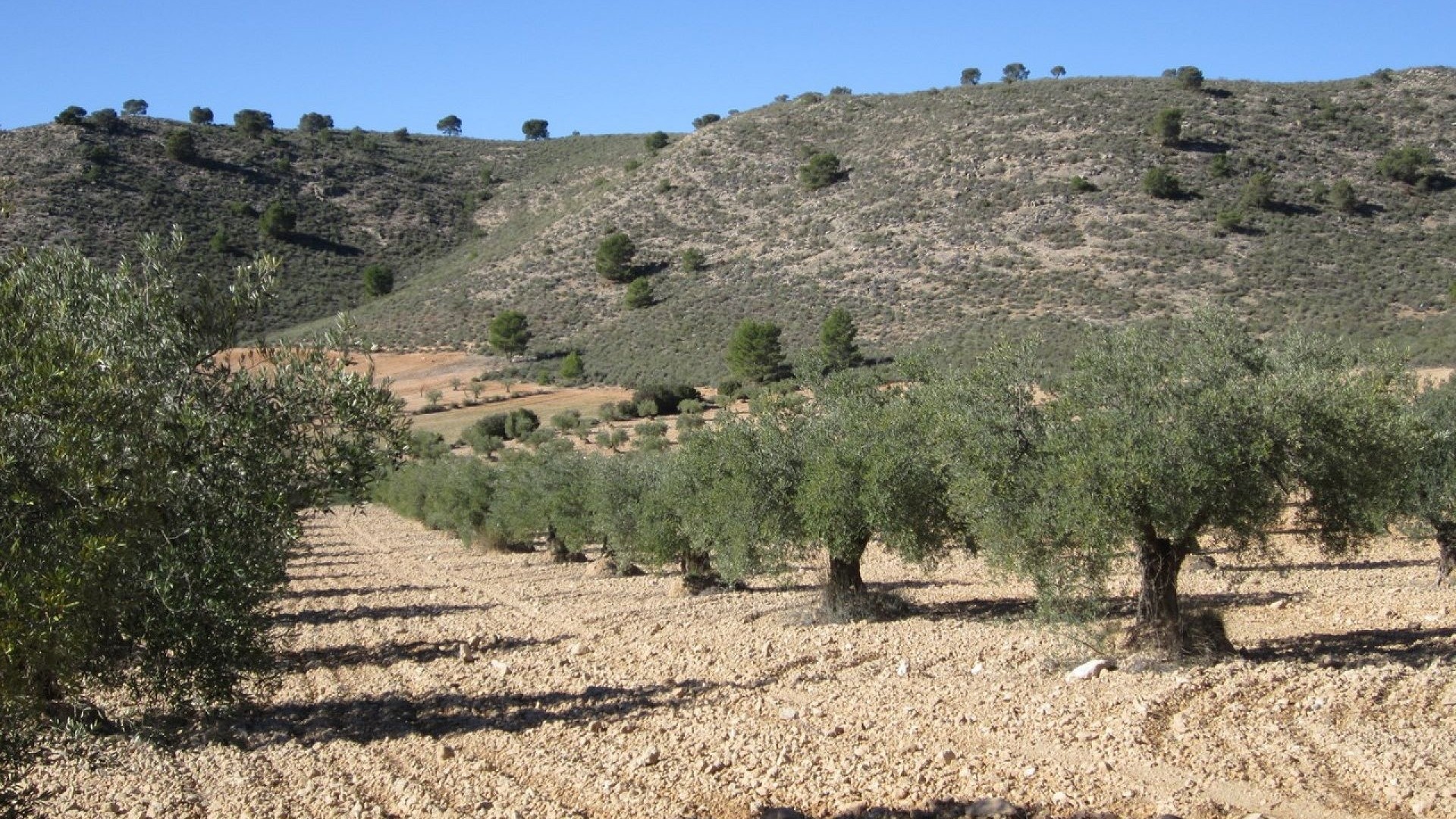 Herverkoop - Perceel Grond -
Yecla