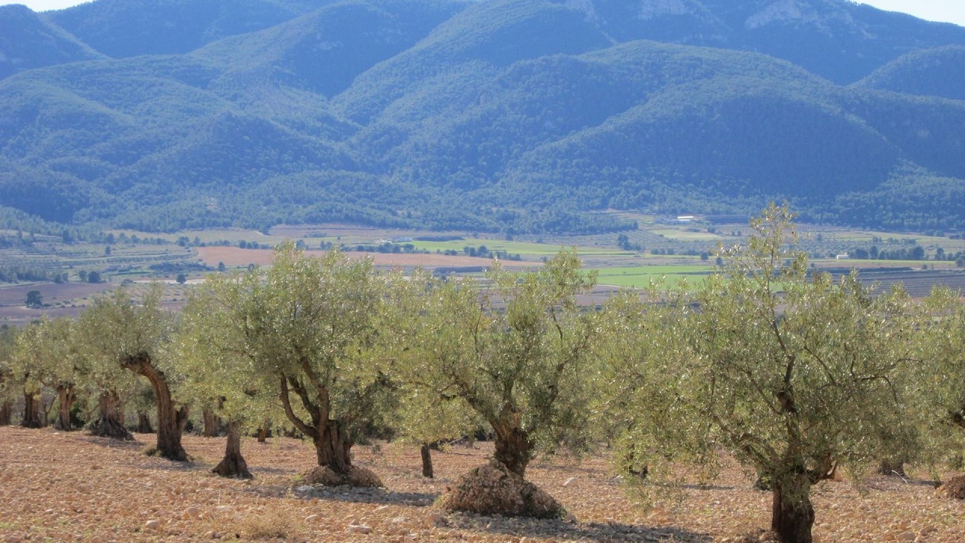 Herverkoop - Perceel Grond -
Yecla