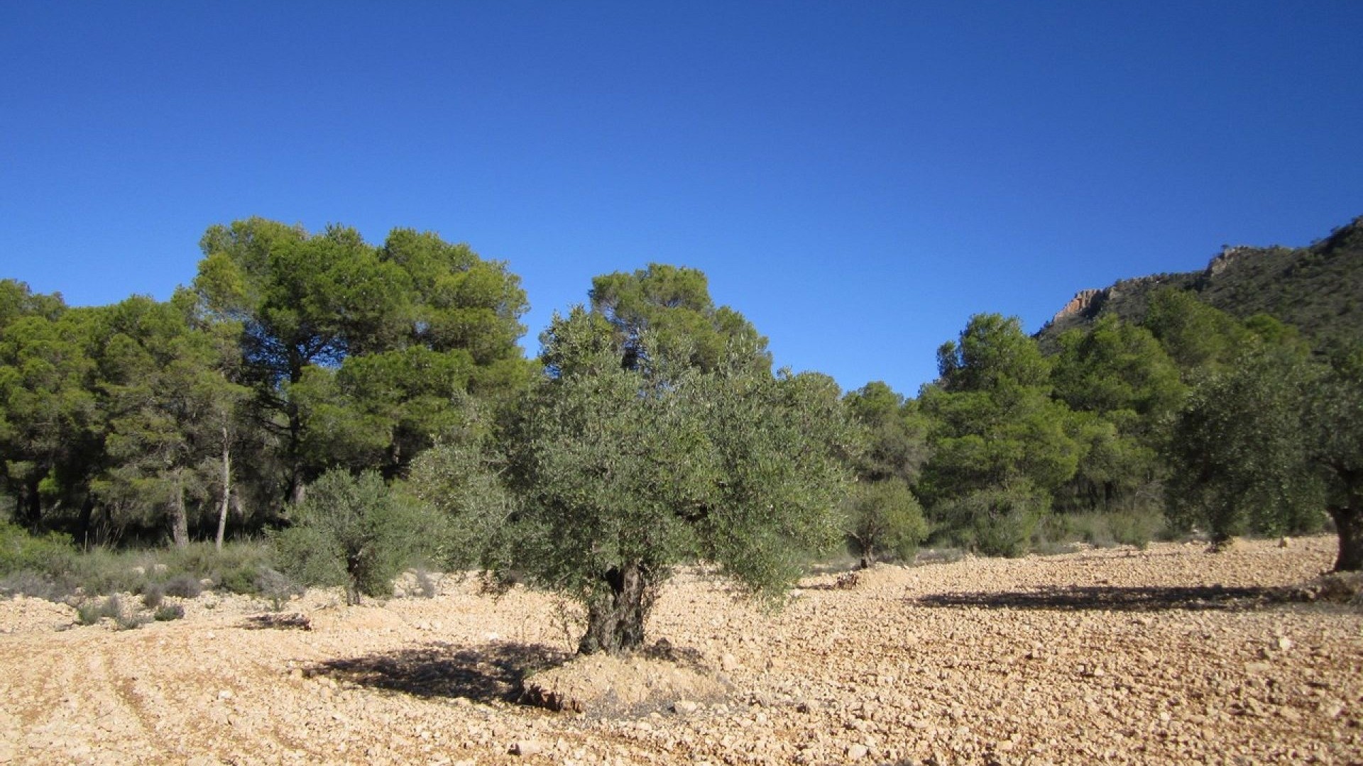 Herverkoop - Perceel Grond -
Yecla