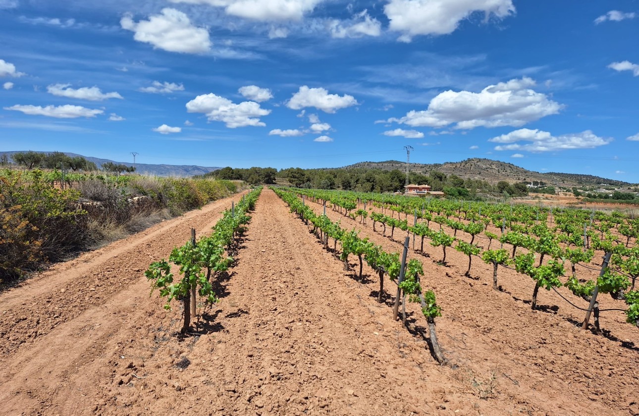 Herverkoop -  -
Pinoso