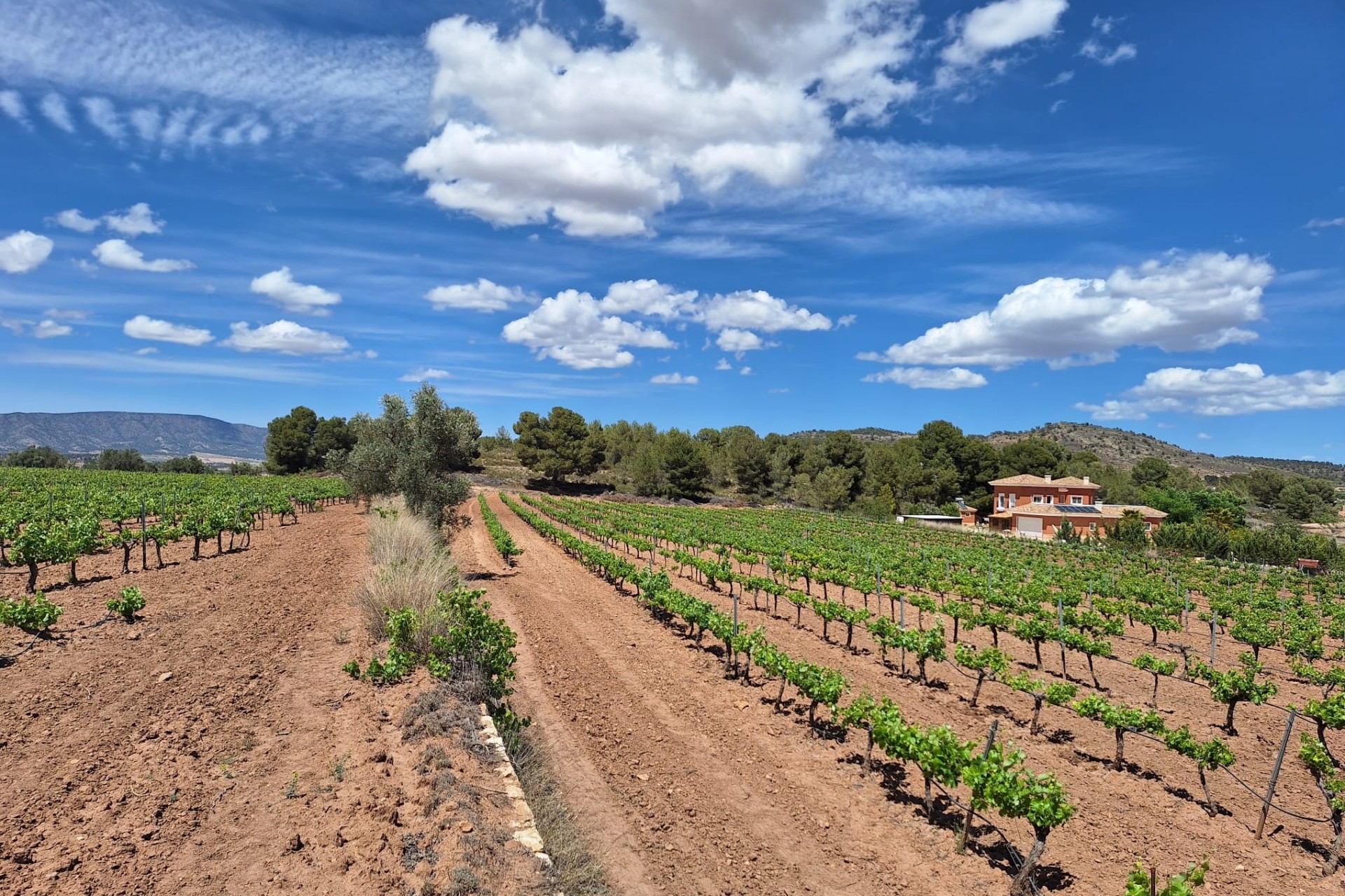 Herverkoop -  -
Pinoso