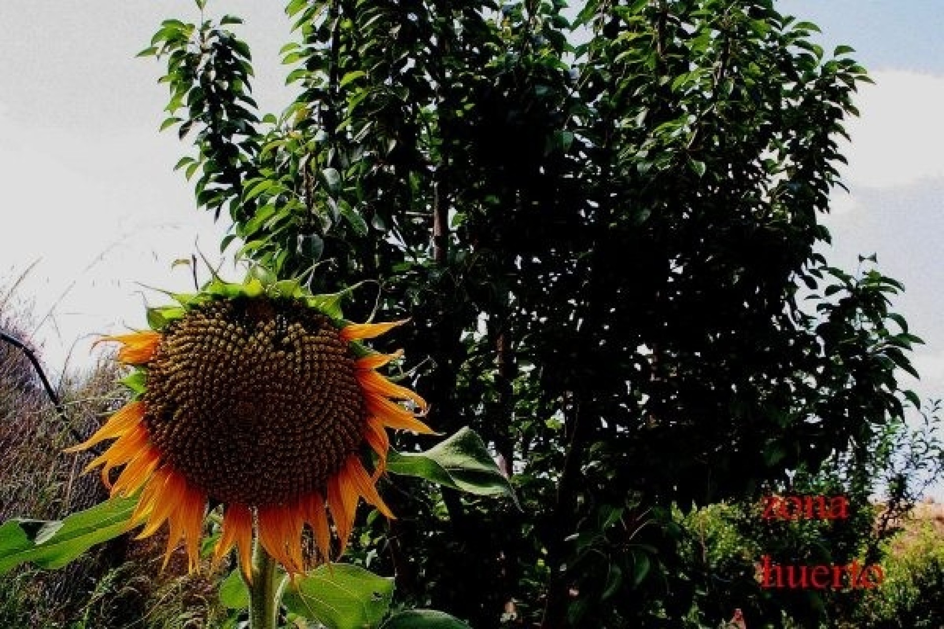 Herverkoop - Vrijstaande Villa -
Gea y Truyols