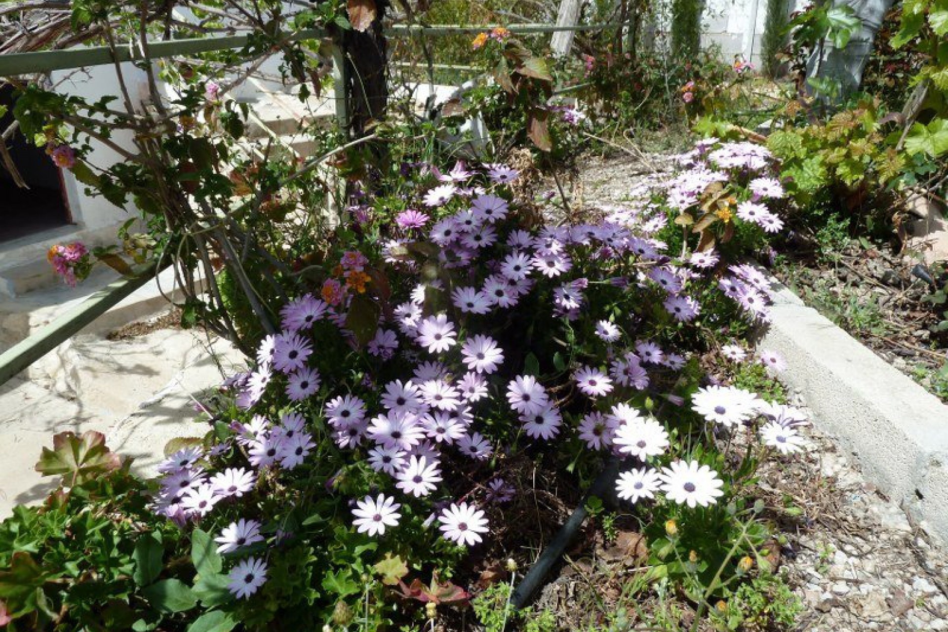 Herverkoop - Vrijstaande Villa -
Murcia