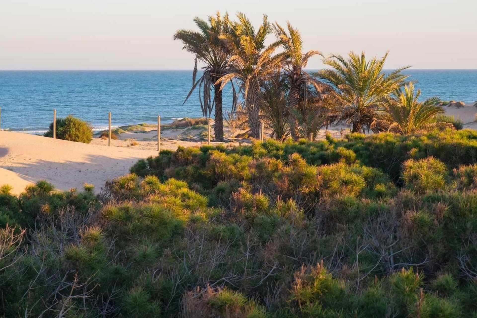 New Build - Apartment Flat -
Guardamar del Segura - Avda del Puerto