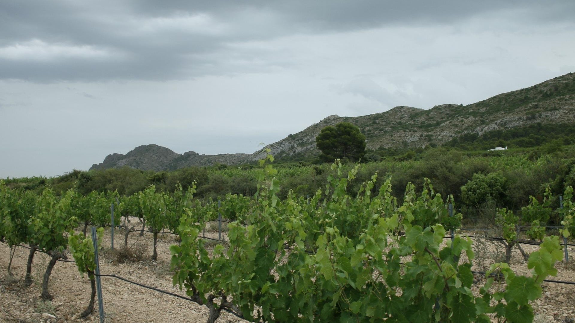 New Build - Detached Villa -
Yecla