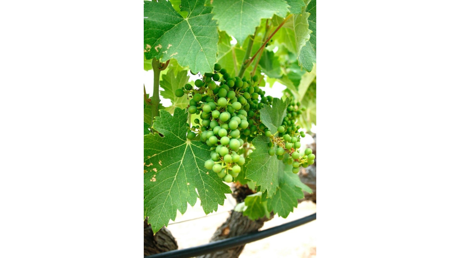 New Build - Detached Villa -
Yecla