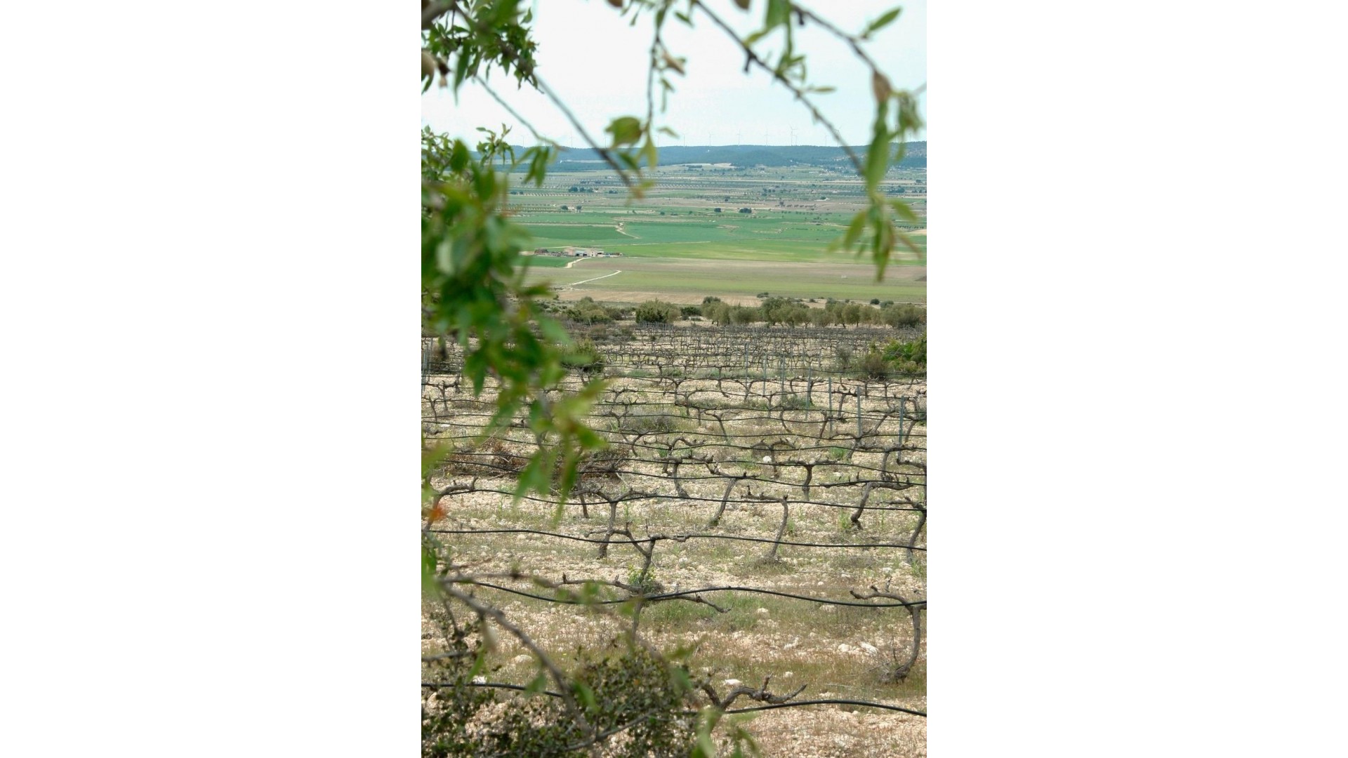 New Build - Detached Villa -
Yecla