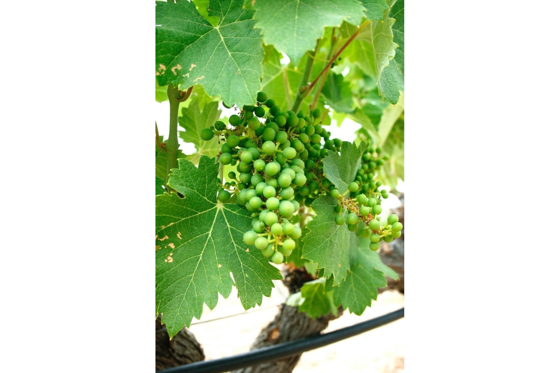 Nouvelle construction - Villa Individuelle -
Yecla