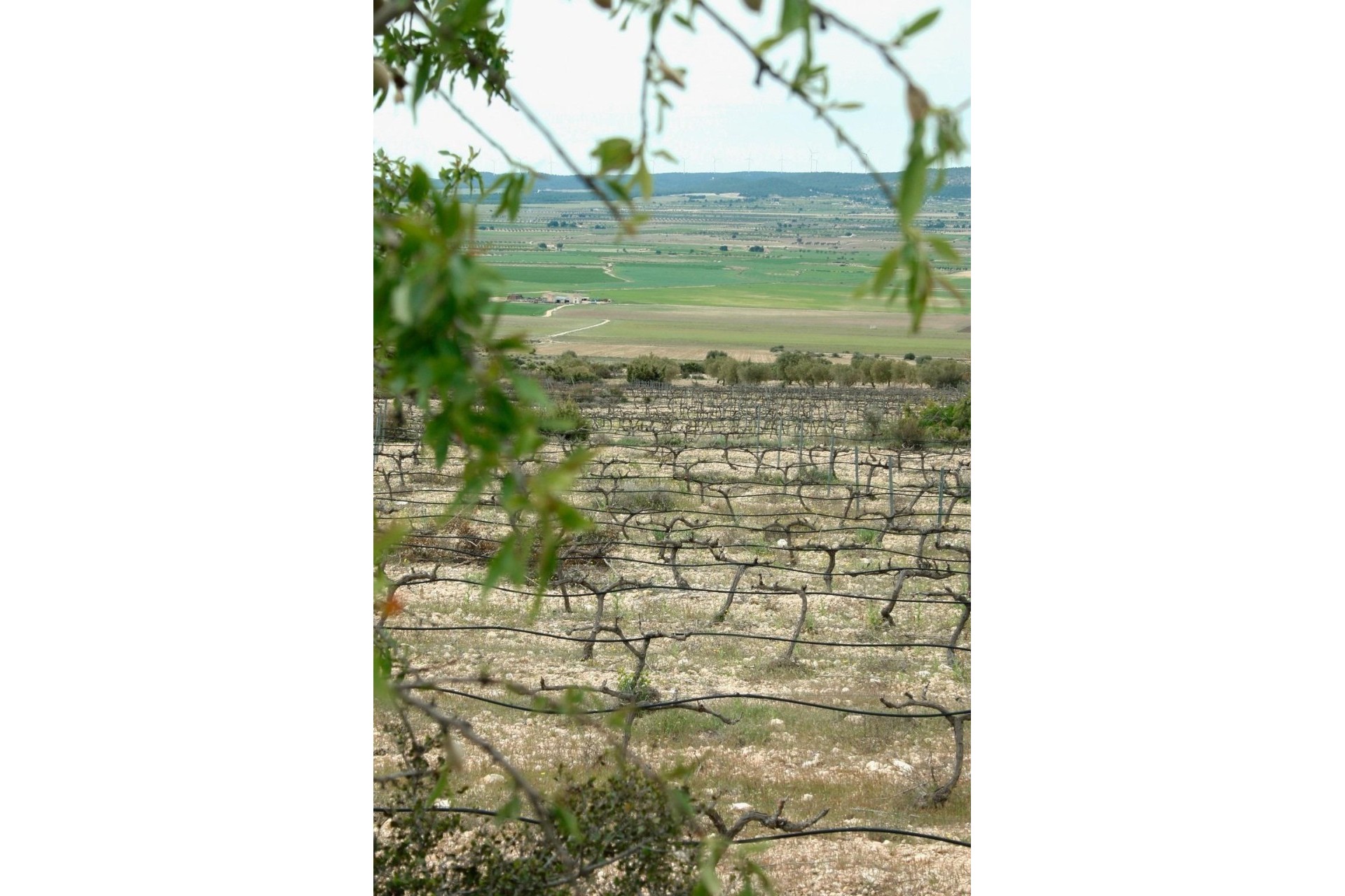 Nouvelle construction - Vrijstaande Villa -
Yecla